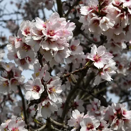 Prázdninový dům Ronyhome *