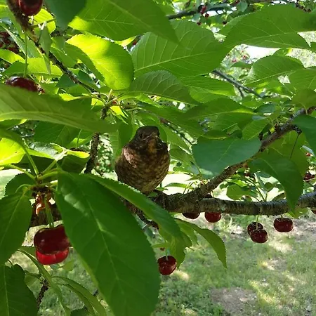 Ronyhome Vakantiehuis *